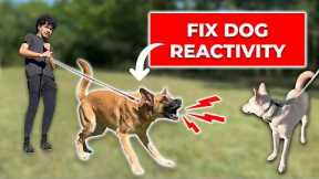 How to Fix REACTIVITY Towards Dogs (Stop Barking and Lunging)