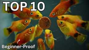 10 Easiest Fish to Keep in an Aquarium!