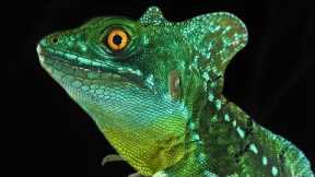 Goodbye Leo | Honouring the Lizard Who Inspired Terraquaman