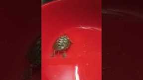 #DIY pet toys, #Funny animal videos#Pet training tips#Cute animal compilation#Exotic pets showcase