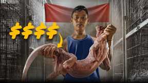 Indonesia’s Lizard Hustlers: Inside the Reptile Gold Rush