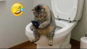 Best Funny cat Videos 🤣😹🤪