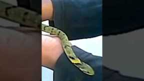 This Snake Can be Your Pet! #snakes  #animalrescue #pets