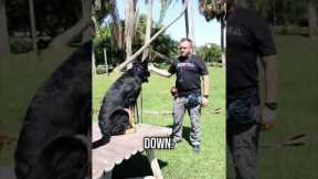 How to Teach Your Dog to Lay Down on Command (FAST!)