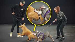 Dog Trainer vs Biting Dog from HELL!