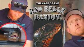 Venomous Snake TRAPPED Inside an Automatic Door!