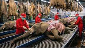 Inside Modern Elephant Leather Factory: From Raw Elephant Hide to High-End Briefcase (Full Process)