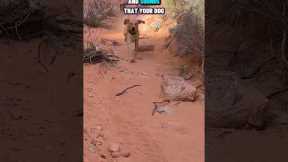 Urban 🌆vs Rural🏔️ Service Dog Training 🐕‍🦺