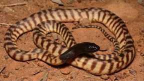 Insane Reptiles in Australia!