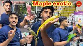 maple exotic new video super tamed birds available #exotic #pets #bird #parrot #macaw 