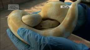 Shocking cases of families busted for owning exotic pets