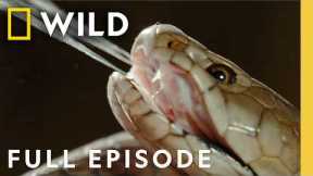 Africa's Most Dangerous Snakes (Full Episode) | World's Deadliest Snakes | Nat Geo Animals