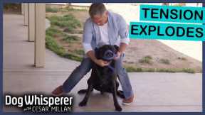 Rescued Mastiff Labrador Mix Becomes Increasingly Aggressive | Dog Whisperer With Cesar Millan