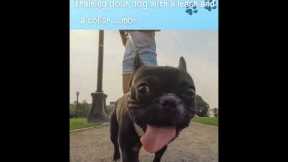 Cute Puppies 😍- Puppy & Dog Training Tips Ep.30 #shorts