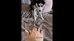 Dog learning CPR is the cutest 🥰