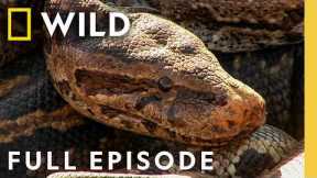 Ranking World's Deadliest Snakes (Full Episode) | Dangerous Encounters | Nat Geo Animals