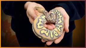 The Snakes We Are MOST Thankful For!