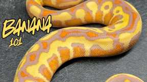 How to Breed BANANA the Right Way!