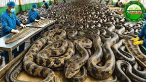 How Indonesia Turns Millions of Snakes into Profit – Inside the Giant Food Factory