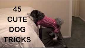 45 CUTE DOG TRICKS