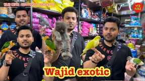 wajid exotic new stock update #exotic #birds #parrot #pets #cats #lovebirds 