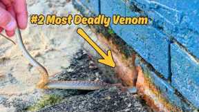 STRANGEST Deadly Snake Rescue I've Ever Done