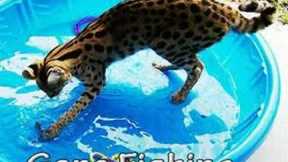 The Wild World of Tame Exotic Pets EXPOSED AGAIN!