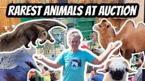 Behind-the-Scenes at the Exotic Animal Auction: Must-See!