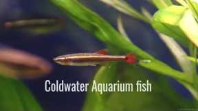 9 types of easy cold water aquarium fish which don't need a heater