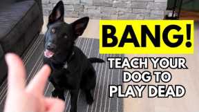 How to Teach Your Dog to Play Dead (Bang! dog trick)