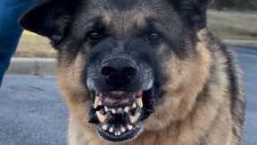 Helping A Reactive Dog Who Doesn’t Allow Visitors Over.