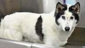 Grooming a Retired Sled Dog for the First Time in Years | Alaskan Husky Transformation