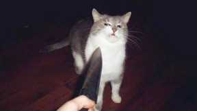 You Laugh, You Lose! 🤣 Funny Cat Videos 2025 😹 Part 33