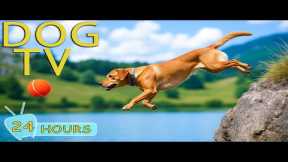 DOG TV: Best Videos All-Day Entertain Help Prevent Boredom & Calm Anxiety for Dogs - Music for Dogs