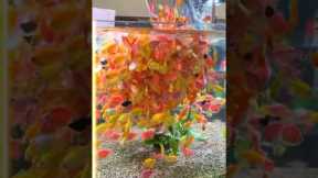 Did You Notice Something? The Glow in This GloFish Tetra Aquarium!