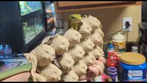 Kale: Footage from training - Nov 2024