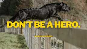 Gundog Training: How To Introduce Your Dog To Jumping