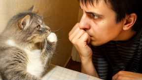 When Your Cat Starts Imitating You 😂 Funny Cats and Humans