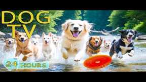 DOG TV: Videos Entertain Help Anti-Anxiety for Dogs All-Day When Home Alone - Best Music for Dogs