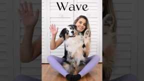 Teach your dog to Wave (say Hi)- trick tutorial #dogtraining #doglover #dogtricks #cutedogs