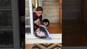 How I taught my dog not to run out the door 🚪 💨 #shorts #dog #pomeranian