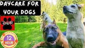 Daycare for your Dogs --12 Hours of Dog Daycare TV 🐾Forest Pack Adventures