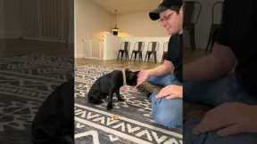 Teaching a puppy to leave it #dogtraining #dogtrainer #puppytraining #puppy