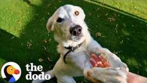 Family Teaches Sign Language To Their Rescue Dog | The Dodo