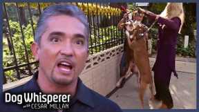 Neighborhood Rivalry Explodes Into Daily Dog Fights | Dog Whisperer With Cesar Millan