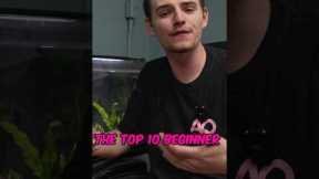 Top 10 Beginner Freshwater Fish #aquarium #fish #aquariumhobby #top10 #aquariumfish