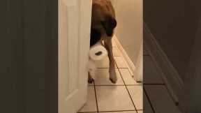 The Best Dog Training Trick