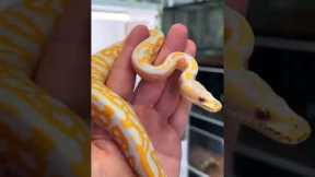 #reptiles #cyprus #exotic #snakes #boa #subscribe #greece #youtube #youtuber #snake #cute #beauty