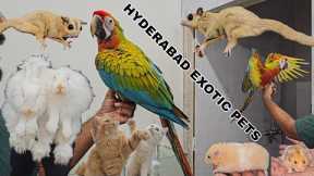Pet Jungle Hyderabad Visit | Exotic Pets Tour Macaw🦜| Sugar Gliders🐿| Angora🐇 Hyderabad Exotic Pets 