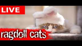 😂 Funny Cats Live | Ragdoll Cat Cam Full of Cute & Silly Moments 🐱